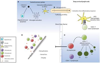 Regenerating Immunotolerance in Multiple Sclerosis with Autologous Hematopoietic Stem Cell Transplant